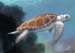 turtle4501