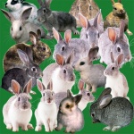 Зайцы-кролики – кто они такие?