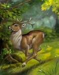 deer01