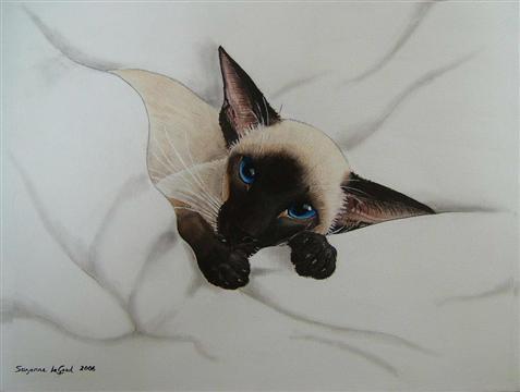 siamese_kitten_new