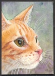 ACEO_Ginger_cat_profile