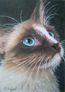ACEO_Seal_Mitted_Ragdoll