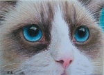 ACEO_Ragdoll_close