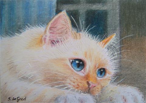 ACEO_Red_Birman_kitten