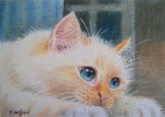 ACEO_Red_Birman_kitten