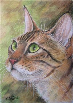 ACEO_Bengal_2
