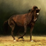 86818463_large_1321742865_ronceval_48