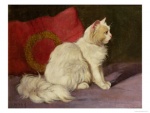 arthur-heyer-white-persian-cat