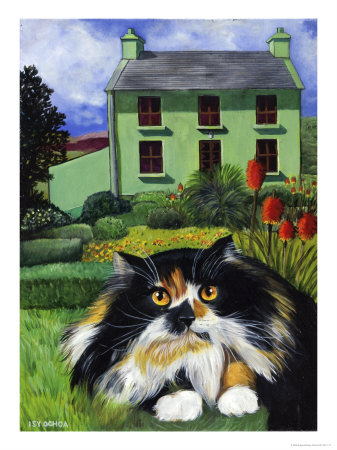 isy-ochoa-persian-cat-in-ireland-chat-persan-en-irland