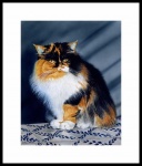 catmandrew_2111_156892794