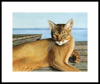 catmandrew_2111_113493992