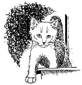 catmandrew_2111_134939171