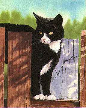 catmandrew_2111_186696985