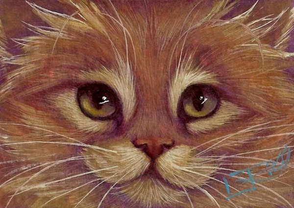 Yellow_Tabby_Ginger_Kitten_by_carefulwhatyawishfor